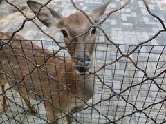 -长白岛森林公园