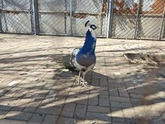 -长白岛森林公园