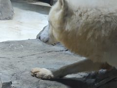 -上海海昌海洋公园-冰山北极馆