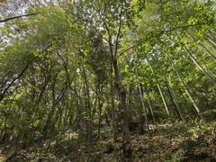 -上海佘山国家森林公园天马山园