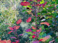 -阳台山自然风景区