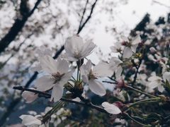 -樱花山风景区