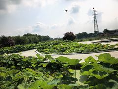 -白洋淀景区