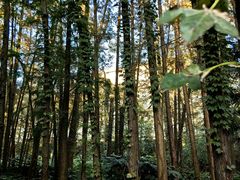 -上海共青森林公园