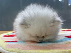 -青石桥花鸟鱼虫市场(叠翠城店)