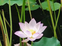 -陈家山荷花公园