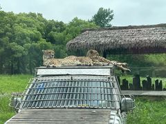 -上海野生动物园