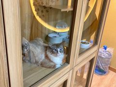 -白兔子密室(长寿路店)