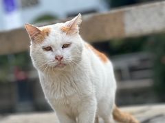 -黎里古镇