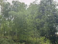 -将军关探险漂流