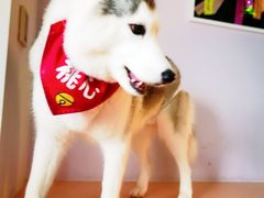 -Husky Go! 哈士奇体验馆·宠物咖啡厅狗咖
