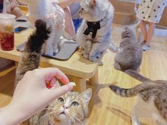 -啵啵喵·猫咖(攀华国际店)