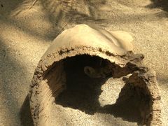 -林肯公园动物园