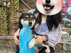 -柴犬高等学院·狗咖·柴犬售卖·宠物训练