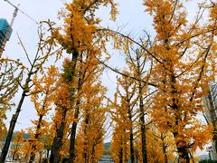 -百林公园-两江幸福广场