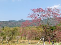 -天适樱花悠乐园