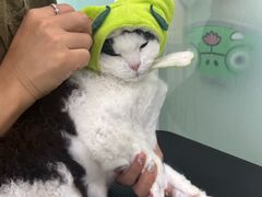 -爱洗澡的猫(望京店)