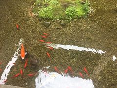 -几荷·恰似故人来(秀水广场店)