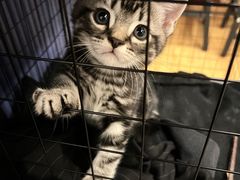 -美联众合动物医院(·中兽医·疑难杂症·严家桥分院)