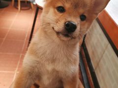 -柴犬高等学院·狗咖·柴犬售卖·宠物训练