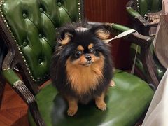 -蝶园·装修中(BFC外滩金融中心店)