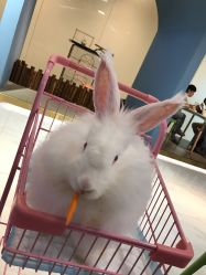 -Moni星球萌宠·小马宝莉·灵蛇·高端高阶全萌宠互动体验俱乐部(红豆国际广场店)
