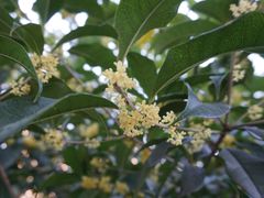 -黑色经典臭豆腐·湖南特产(太平街口店)