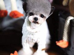 -读宠于你·约克夏比熊·睫角守宫·爬宠售卖(高新店)