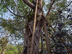-中国科学院西双版纳热带植物园
