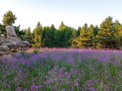 -羊亭河湿地公园