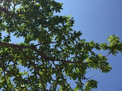 -武清南湖绿博园