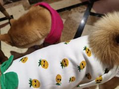 -猫色咖啡·猫咖