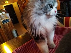 -名猫咖啡馆·撸猫·拼豆