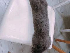 -喵的天空名猫咖啡馆·撸猫·猫舍·用品