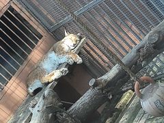 -青藏高原野生动物园