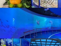 -广东惠东海龟国家级自然保护区