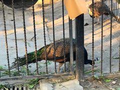 -上海滴水湖皇冠假日酒店