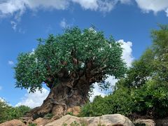 -奥兰多迪士尼动物王国乐园