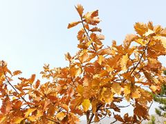 -北京十三陵国家森林公园蟒山景区