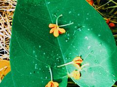 -天津东丽湖风景区