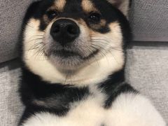 -柴迷FANS CLUB·柴犬狗咖·猫咖