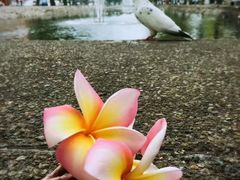 -瓦洛洛传统市场