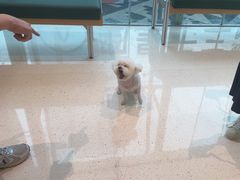 -帕帕拉兹宠物(亚洲旗舰店)