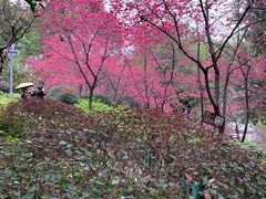 -乌山风景区