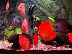 -上海海洋水族馆