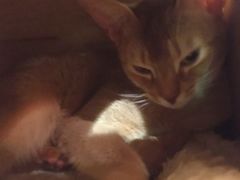-猫小院猫主题餐厅(三里屯店)