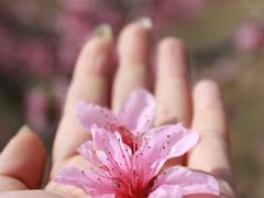 -樂桃源奉贤黄桃种植采摘基地