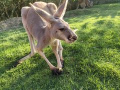 -泉州海丝野生动物世界