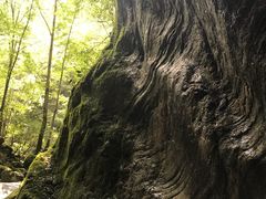 -牛背梁国家森林公园