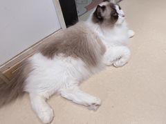 -猫在这儿猫咪咖啡馆·撸猫馆